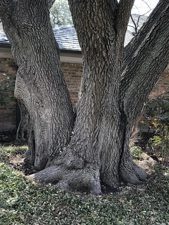 Mature heritage tree close to a Port Allegany property cared for by certified arborists
